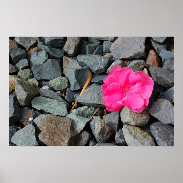poster "Flor na tosse" (Frente)