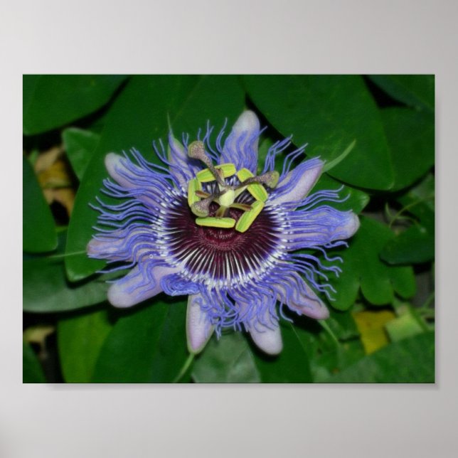 Póster Flor Ocoee Passiflora caerulea Flor de pastilha (Frente)