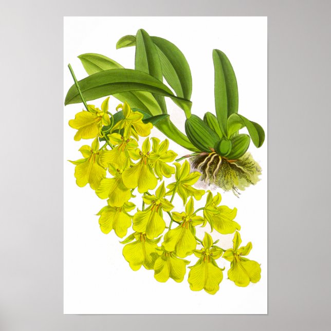 Poster Flor Orquídea Amarela Vintage (Frente)