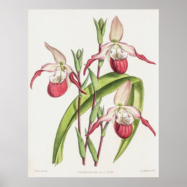 Poster Flor Orquídea Cipripediatra Vintage (Frente)