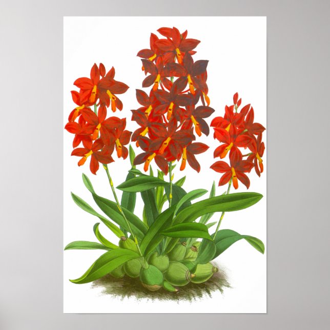Poster Flor Orquídea Laranja Vintage (Frente)