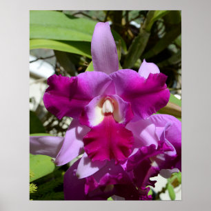 Póster Flor Orquídea Tropical de Cattleya