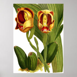 Poster Flor Orquídea Vintage Anguloa Ruckerii