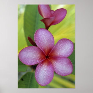 Poster Flor, Plumeria sp.), Pacífico Sul, Niue