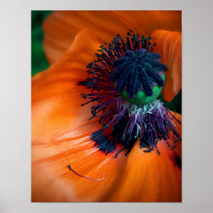 Poster Flor Poppy Gigante