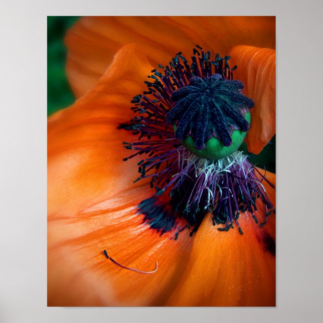 Poster Flor Poppy Gigante (Frente)