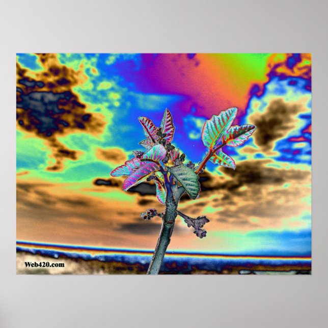 Poster flor psicodélica (Frente)