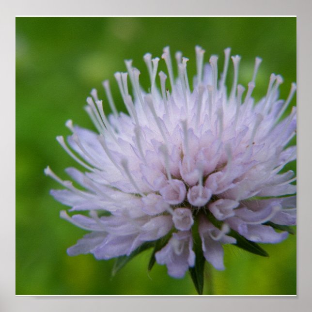 Póster Flor púrpura clara (Frente)