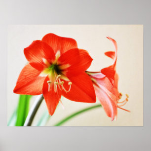 Poster Flor Red Amaryllis