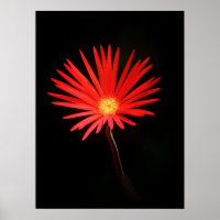 Flor Red Daisy