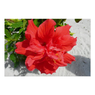 Póster Flor Red Double Hibiscus