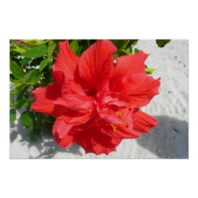 Póster Flor Red Double Hibiscus (Frente)