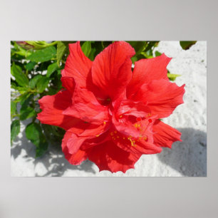 Póster Flor Red Double Hibiscus