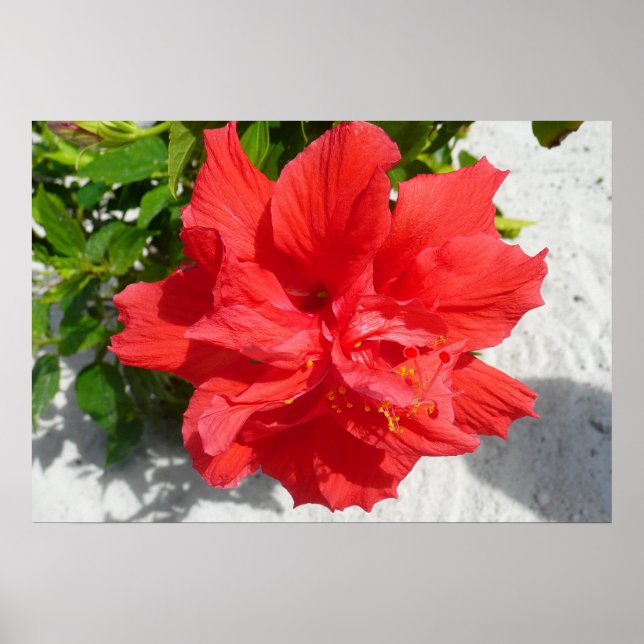 Póster Flor Red Double Hibiscus (Frente)