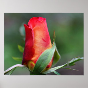Póster Flor Red Rosebud com Realces Amarelos