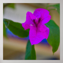 Poster Flor Rosa - #2