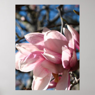 Póster Flor rosa 3