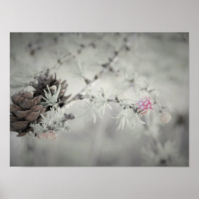 Poster Flor rosa a preto largo e branco (Frente)