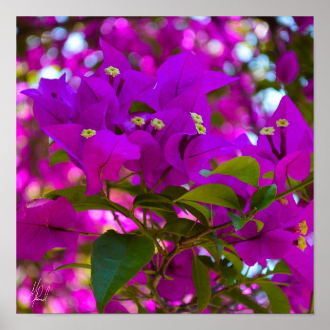 Poster Flor Rosa Assinado - #1 (Frente)