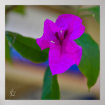 Flor rosa assinado - #2