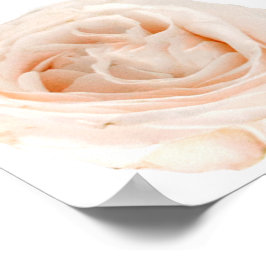 Poster Flor Rosa Branca