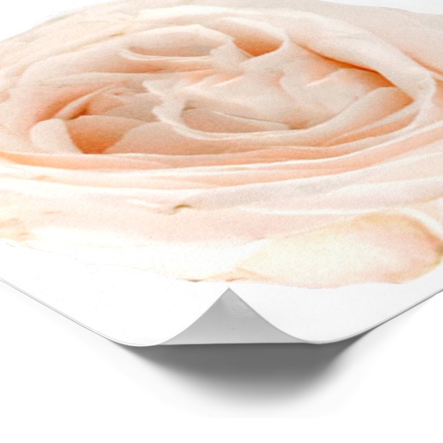 Poster Flor Rosa Branca (Borda)