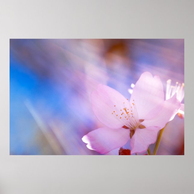 Poster Flor rosa de cereja (Frente)