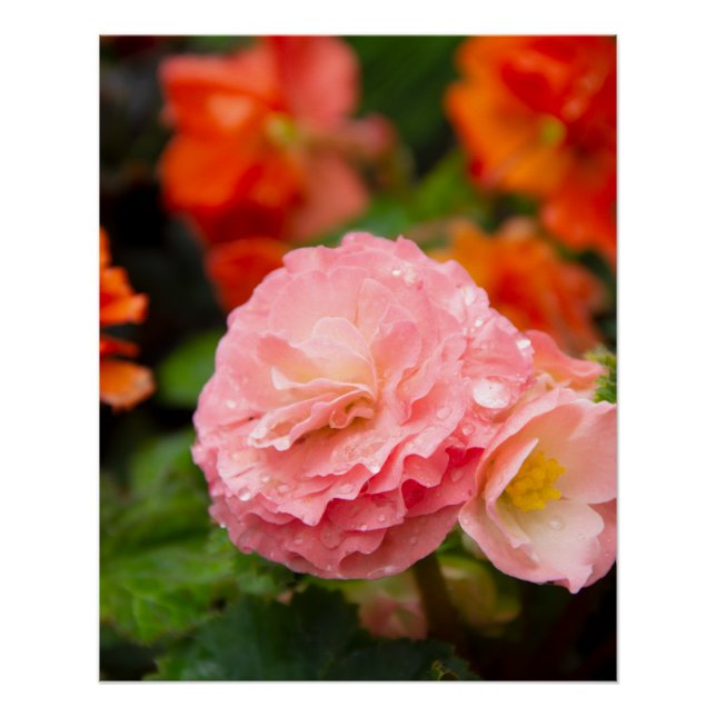 Póster Flor rosa delicada após a chuva (Frente)