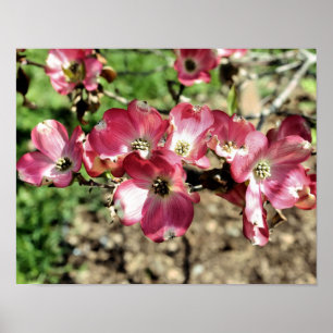 Póster Flor Rosa Dogwood Flor Fecha