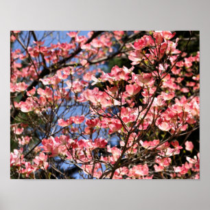 Póster Flor Rosa Dogwood Flores