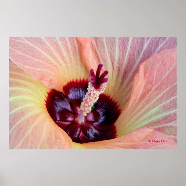 Póster Flor Rosa Hau (Frente)