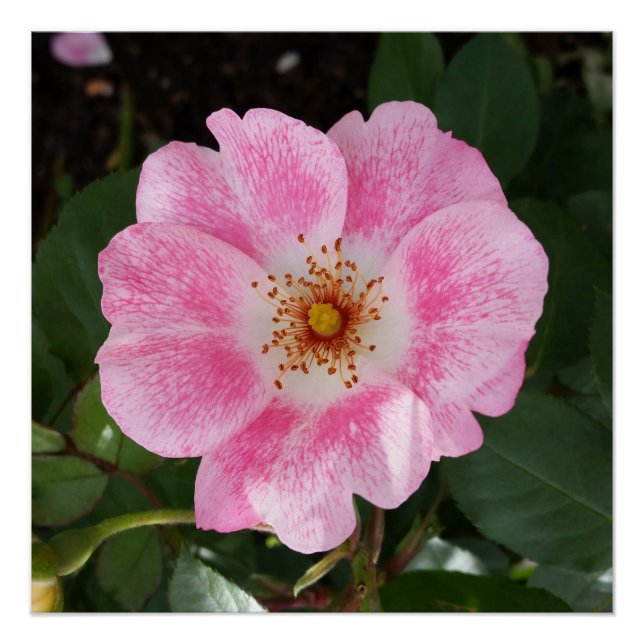Póster flor rosa na sombra (Frente)