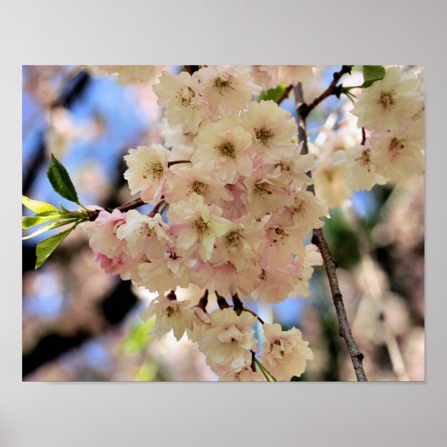 Póster Flor rosa Primavera 3 (Frente)