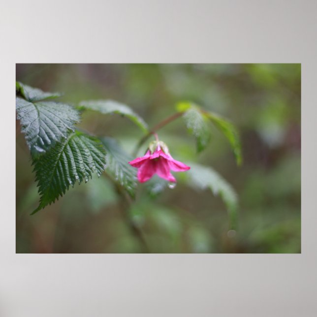 Poster Flor rosa primavera selvagem na chuva (Frente)