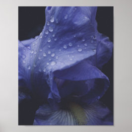 Poster Flor Rosa púrpura