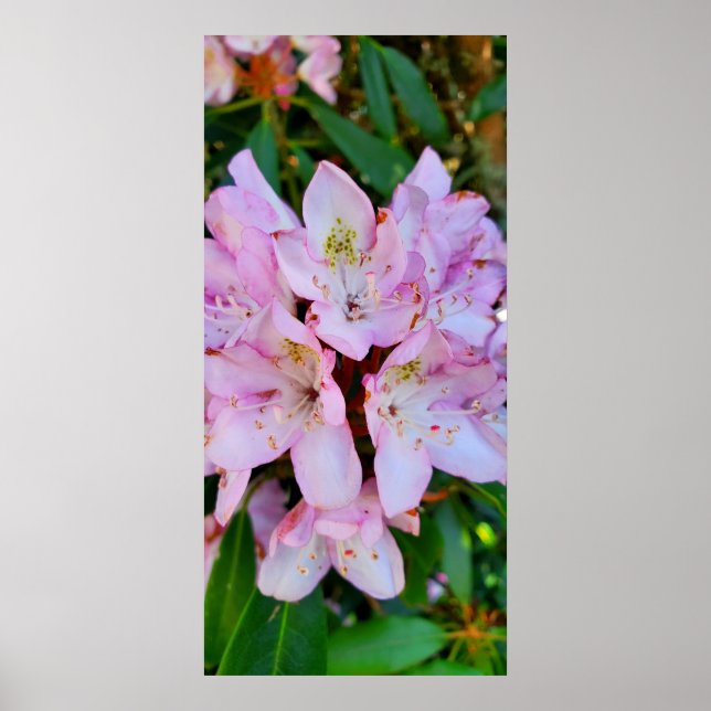Poster Flor rosa Rhododendron (Frente)