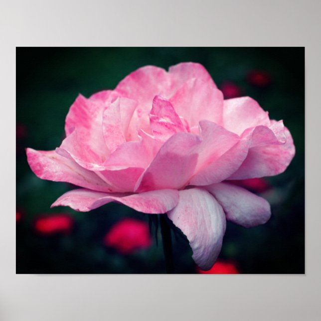 Poster Flor Rosa Rosa Forte (Frente)