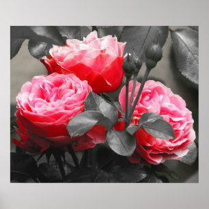 Poster Flor rosa rosa rosa rosa: Pop cor rosa
