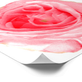 Poster Flor Rosa Rosa Rosa Rosa Rosa Rosa Rosa Rosa Rosa