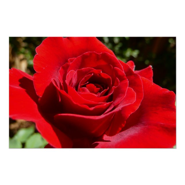 Póster Flor Rosa vermelha Brilhante Floral (Frente)