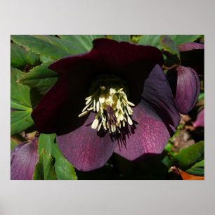 Poster Flor roxa da páscoa do rosa quaresmal