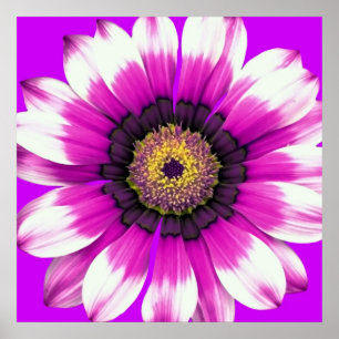 Póster Flor Roxo