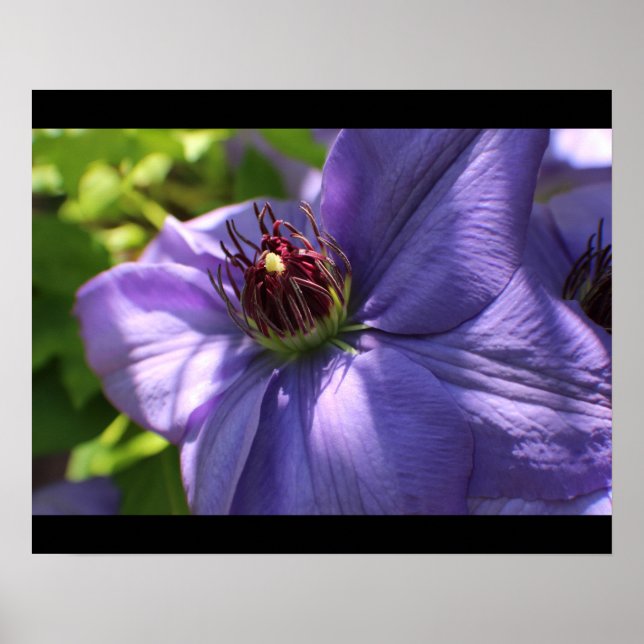 Póster Flor Roxo (Frente)