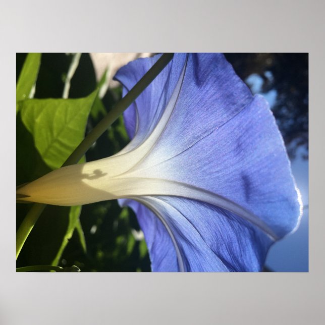 Póster Flor Roxo (Frente)