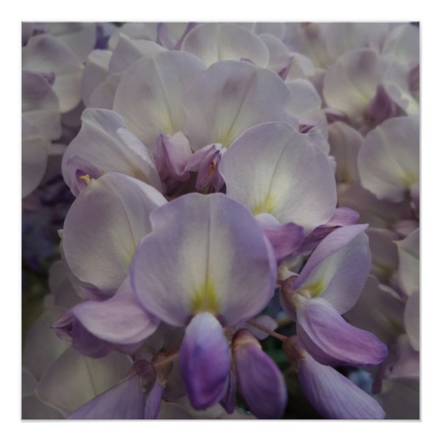 Póster Flor Roxo 20" x 20",Papel Poster,Semibrilho (Frente)