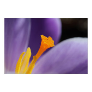 Póster Flor Roxo-Crocus Saffron Stigma
