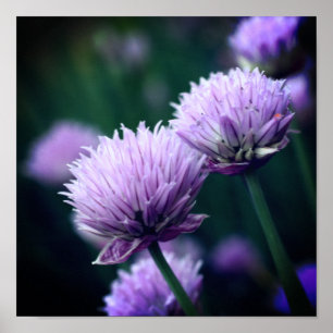 Poster Flor Roxo Scallion Allium Fechar