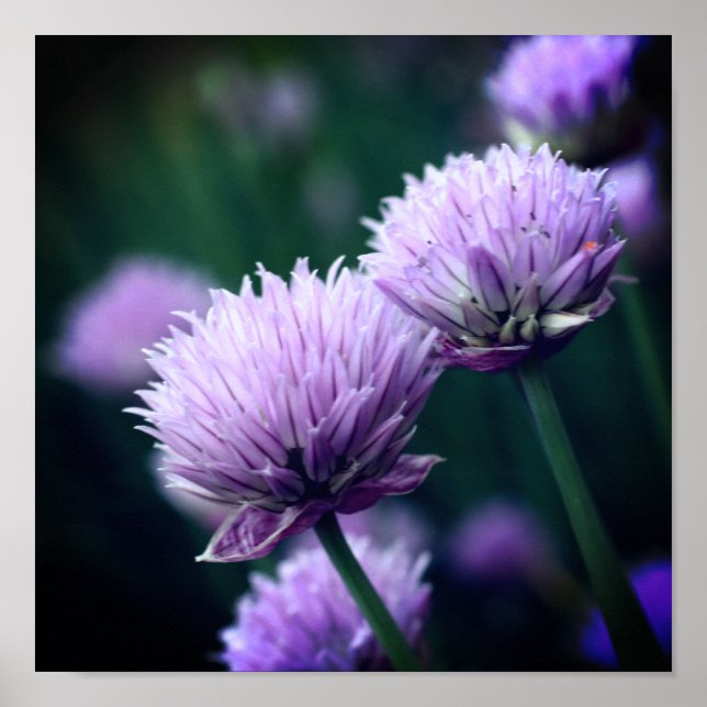 Poster Flor Roxo Scallion Allium Fechar (Frente)