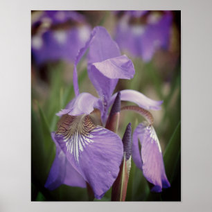 Poster Flor Roxo Sinalizador Iris