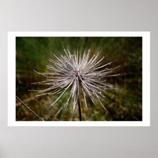 Póster Flor selvagem